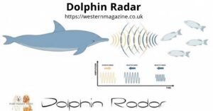 Dolphin Radar